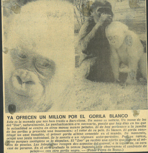 Ya ofrecen un millón por el gorila blanco