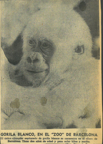Gorila blanco en el Zoo de Barcelona