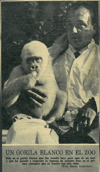 Un gorila blanco en el Zoo