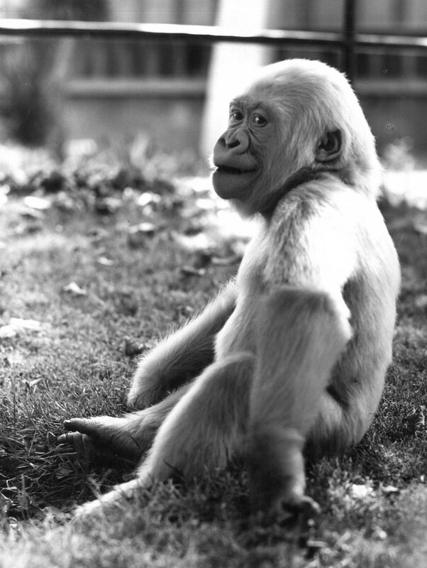 Mirada enigmàtica de Floquet de Neu