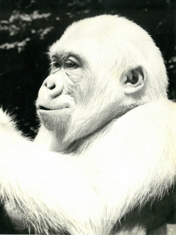 Floquet de Neu d'aprop