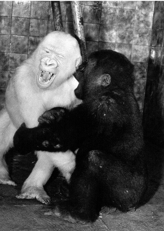 Floquet de Neu jugant amb en Muni