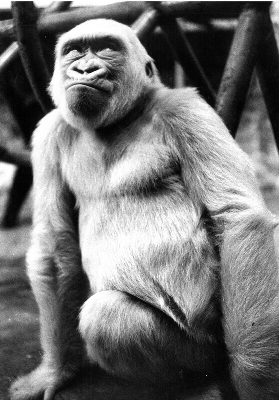 Floquet de Neu desafiant.