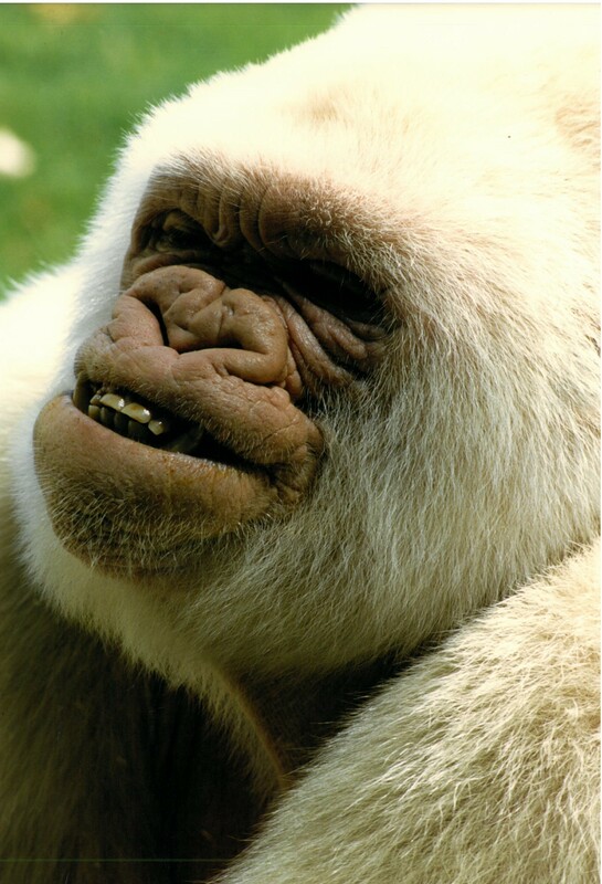 Somriures de grandesa