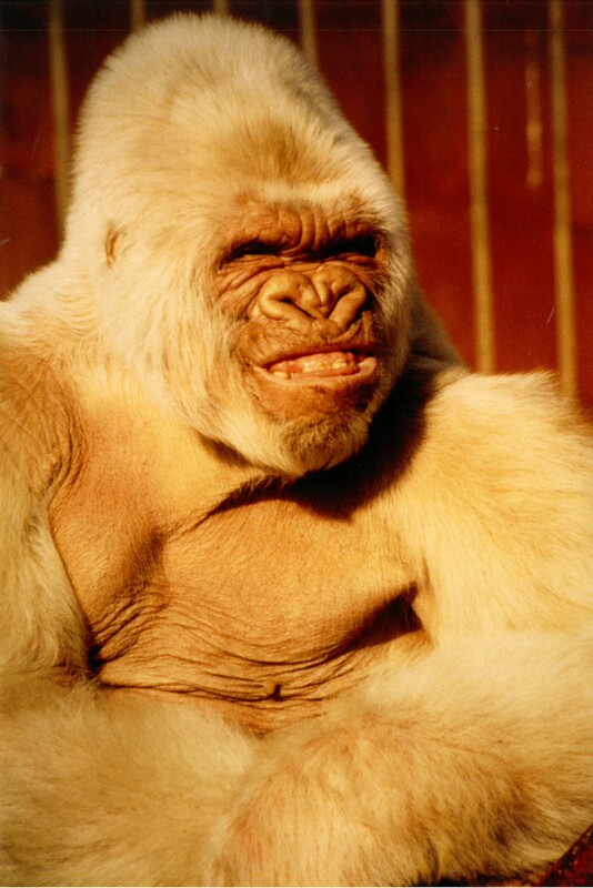 Floquet de Neu en el seu esplendor