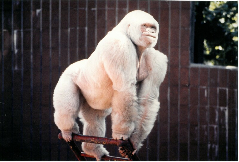 Floquet de Neu posant per al públic del Zoo de Barcelona