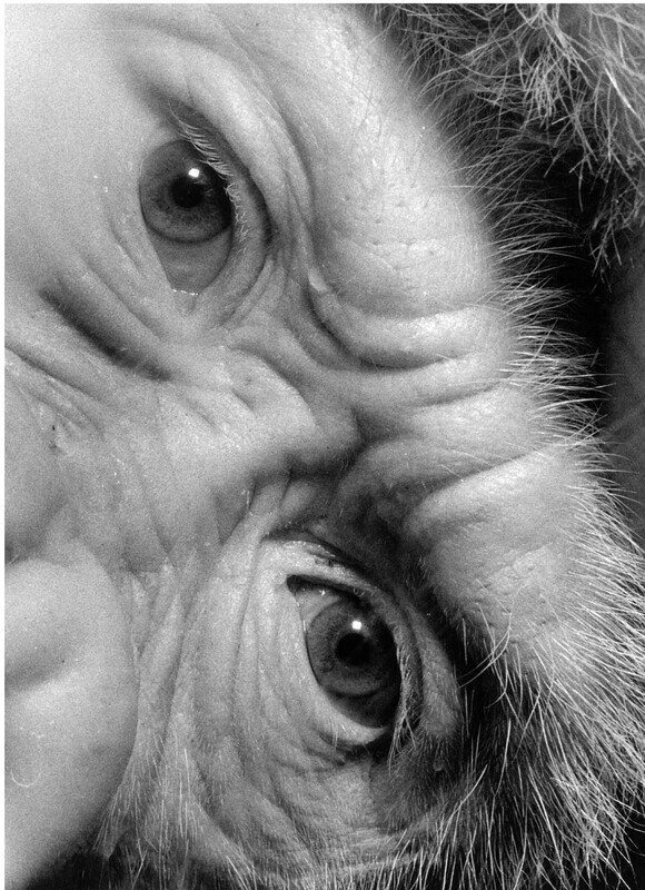 La mirada d'en Floquet de Neu