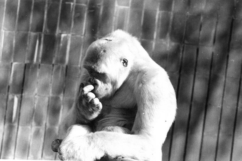 Floquet de Neu gratant-se el nas