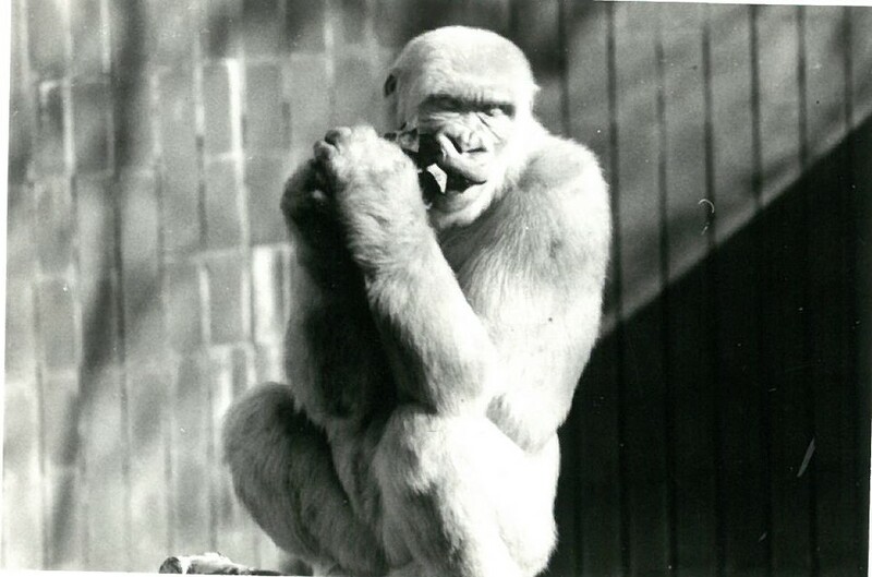 Floquet de Neu rossegant