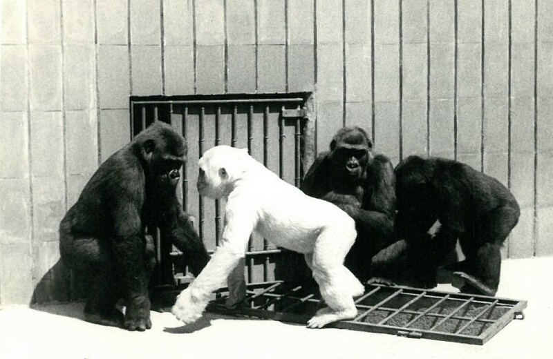 Floquet de Neu amb el seu grup de goril·les