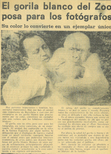 El gorila blanco del Zoo posa para los fotógrafos