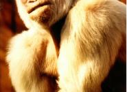 Edat adulta de Floquet de Neu